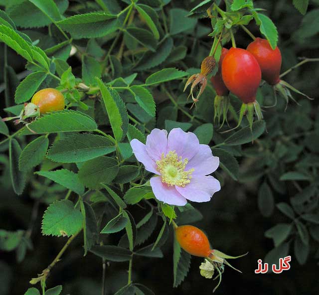 گل رز مناسب سایه